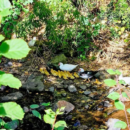 Aux Doux Refuges De La Muse * Montjaux